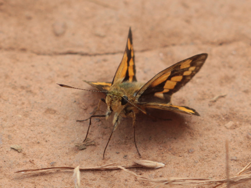 Common Bellboy