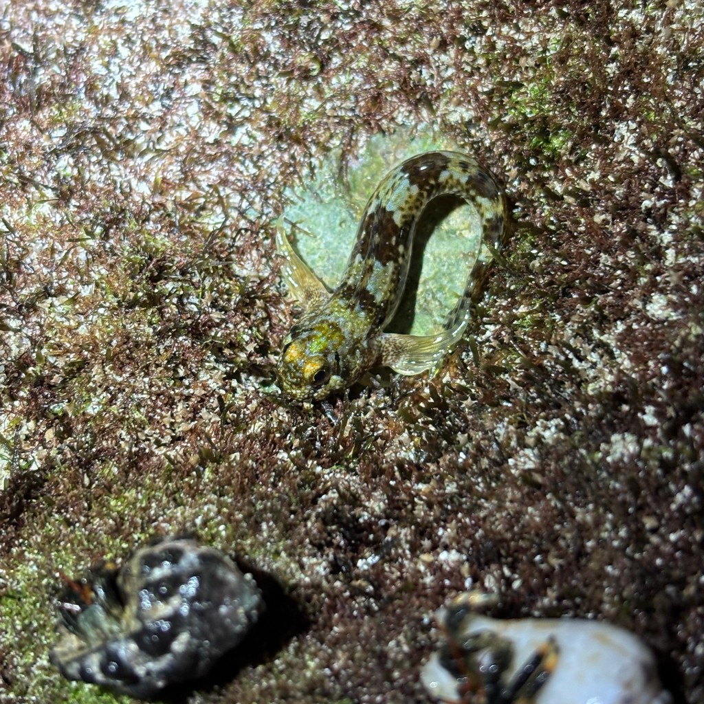 Reef margin blenny