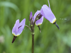 Primula tetrandra