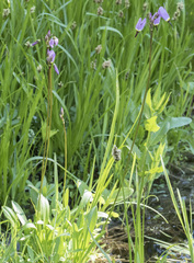 Primula tetrandra