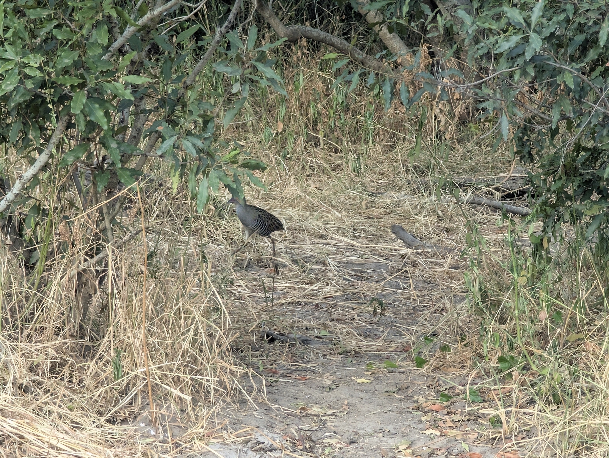Allen's Gallinule (Porphyrio alleni), photo 3