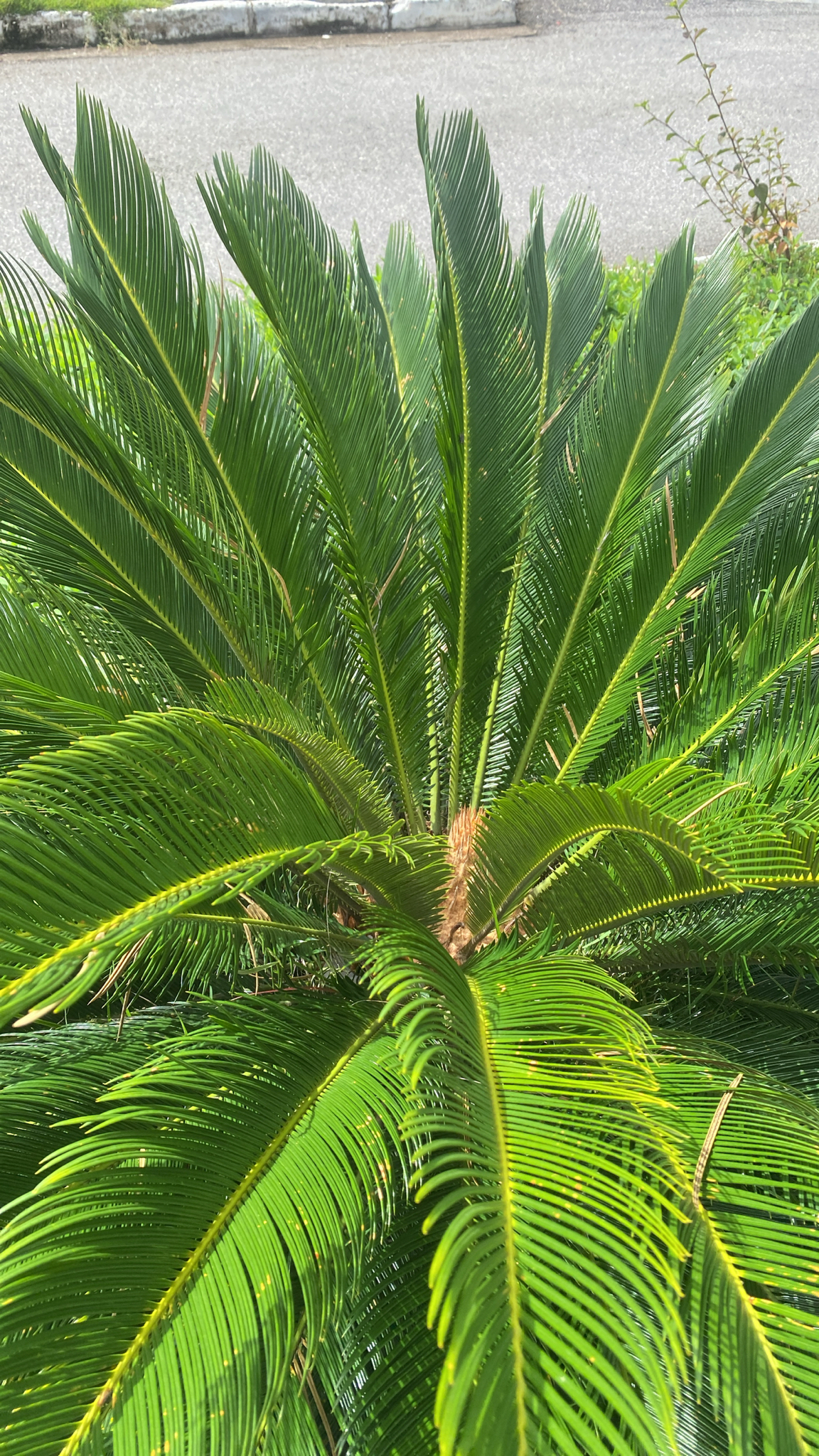 Cycas revoluta