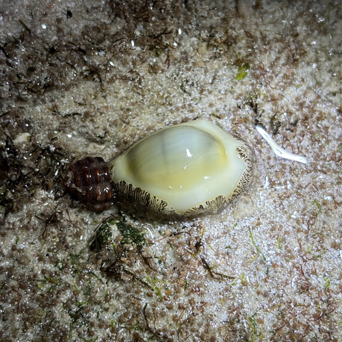 Cypraea moneta observed 2026-02-28