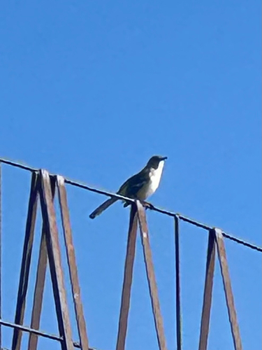 Northern Mockingbird