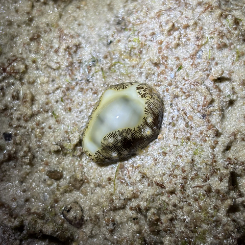 Cypraea moneta observed 2026-02-28