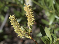 Salix boothii