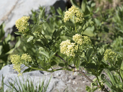 Sambucus racemosa racemosa