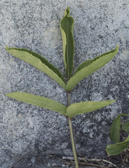 Sambucus racemosa racemosa