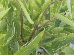 Sambucus racemosa racemosa