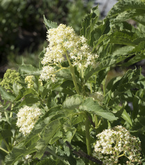 Sambucus racemosa racemosa