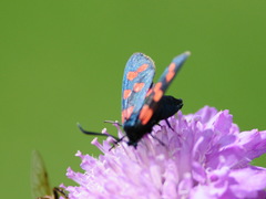 Zygaena filipendulae