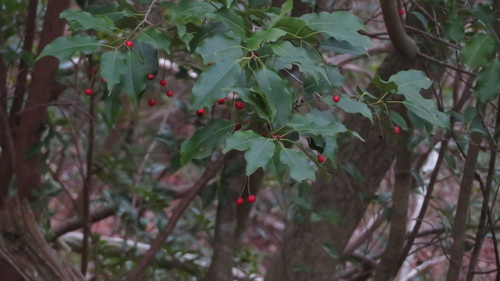 Longstalk Holly (Ilex pedunculosa)