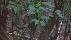 Ilex pedunculosa