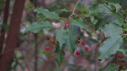 Ilex pedunculosa, photograph 1