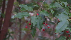 Ilex pedunculosa, photograph (c) yajapin, some rights reserved (CC BY)