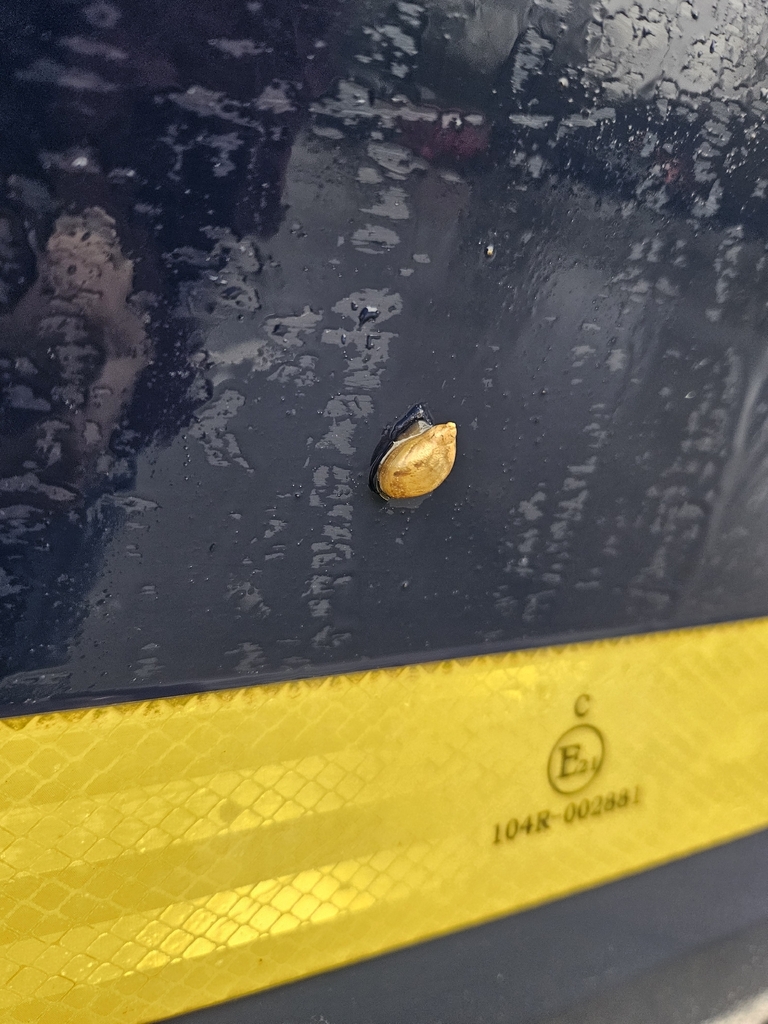 oval ambersnail