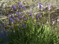 Primula tetrandra