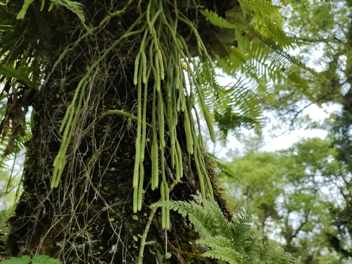 Phlegmariurus carinatus observed 2026-02-26