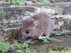 Hoffmann's Sulawesi Rat photo 2