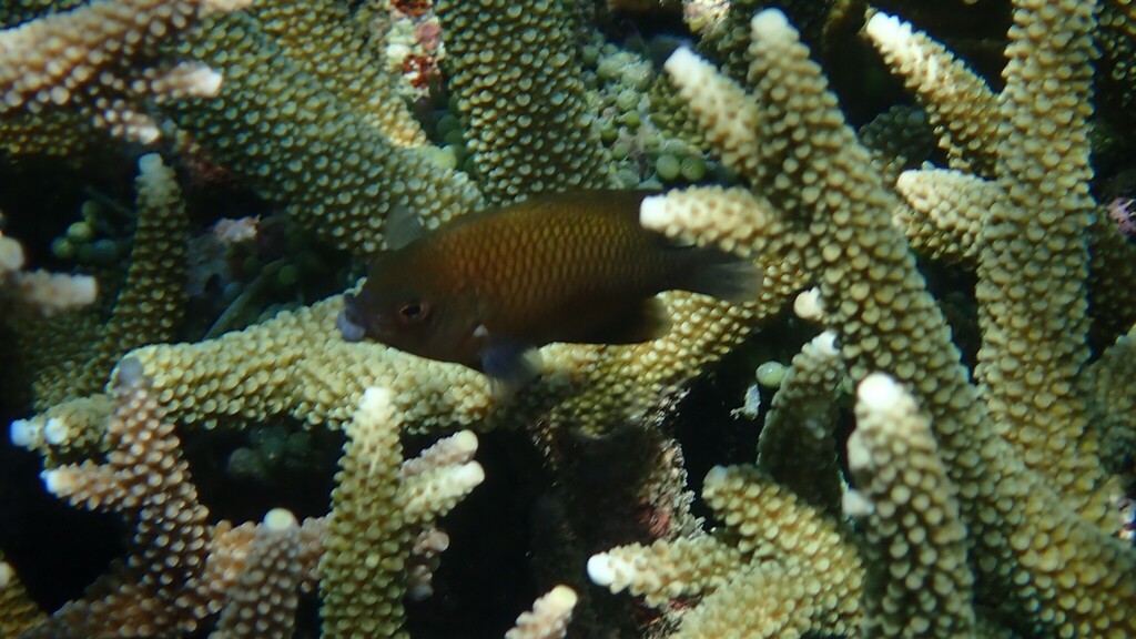 Big-lip damsel