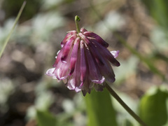 Trifolium productum