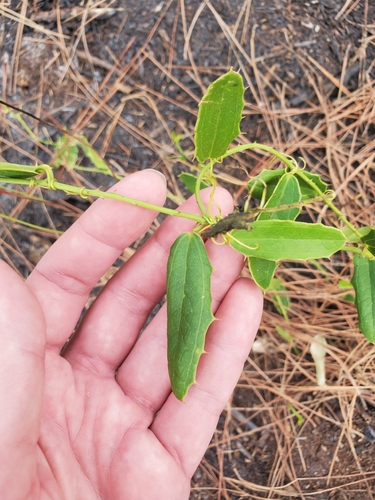 Everglades Greenbrier (Smilax havanensis)
