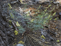 Lupinus angustiflorus