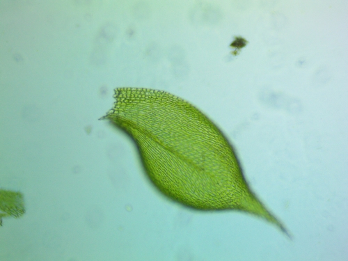 Homalotheciella subcapillata, 2026-02-20
