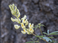Lupinus angustiflorus