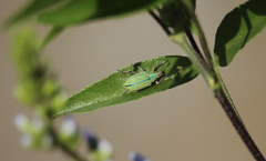 Platyaspistes venustus