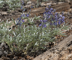 Lupinus obtusilobus