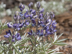 Lupinus obtusilobus