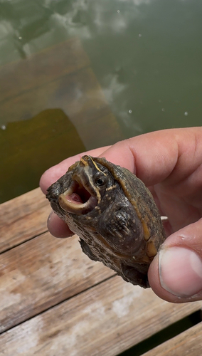 Eastern Musk Turtle observed by pmonty06