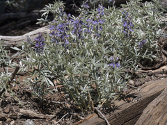 Lupinus obtusilobus