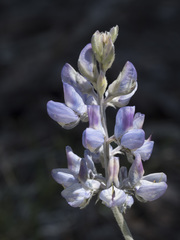 Lupinus obtusilobus