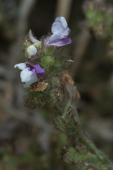 Kickxia lanigera