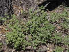 Lupinus arbustus