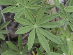 Lupinus arbustus