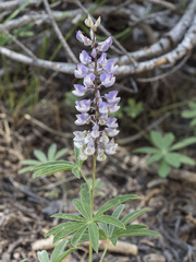 Lupinus arbustus