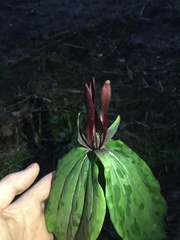 Trillium maculatum