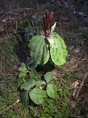 Trillium maculatum