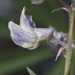 Lupinus arbustus - Photo (c) Todd Ramsden,  זכויות יוצרים חלקיות (CC BY-NC), הועלה על ידי Todd Ramsden