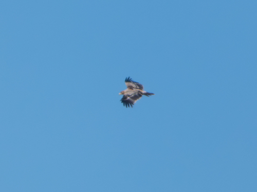 Spanish Imperial Eagle (Aquila adalberti), photo 7