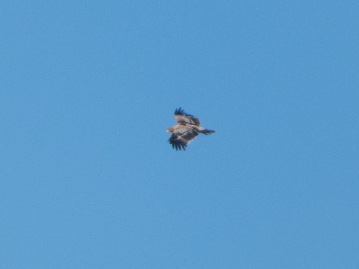 Spanish Imperial Eagle (Aquila adalberti), photo 7