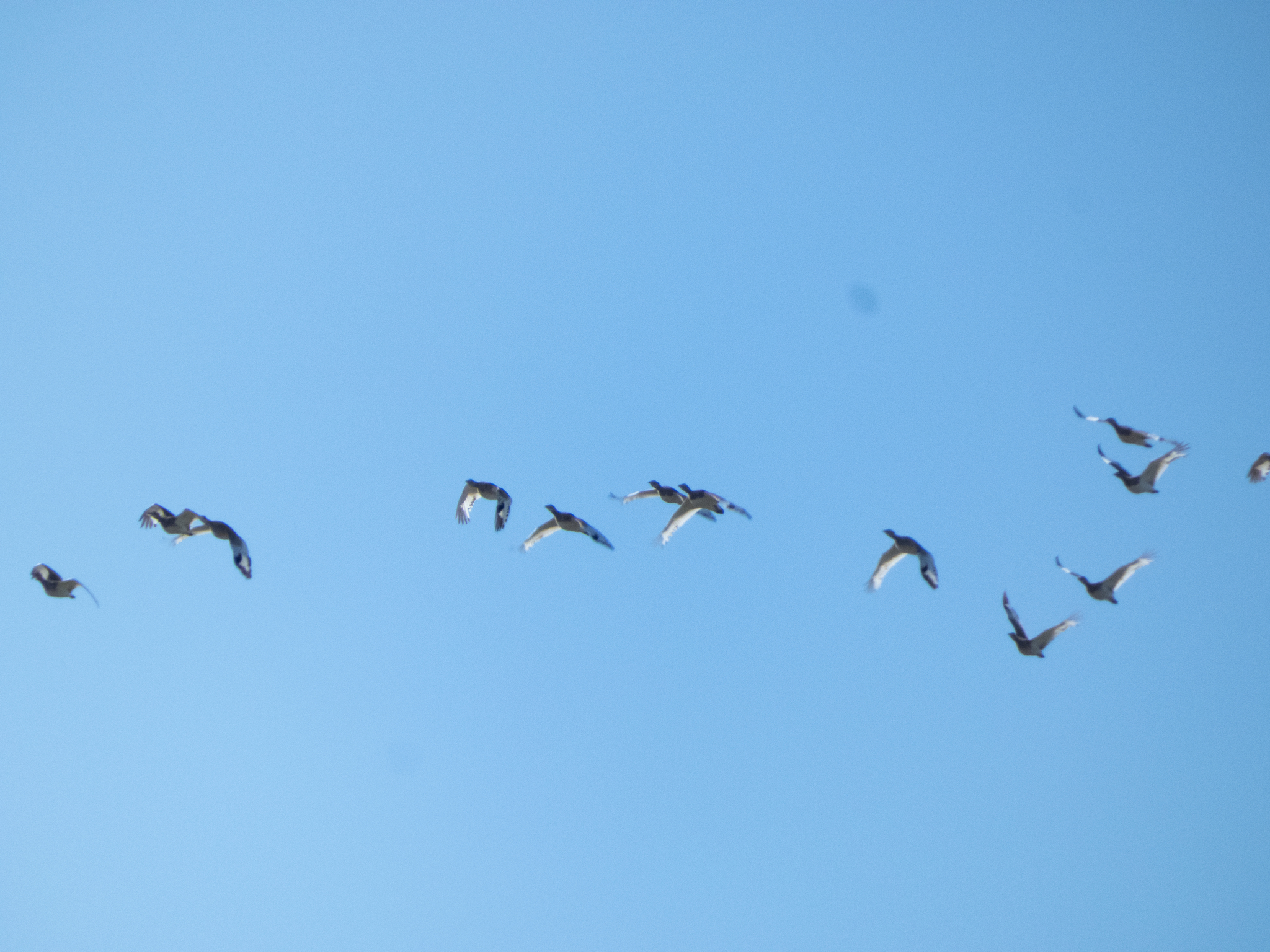 Little Bustard (Tetrax tetrax), photo 2