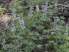 Lupinus arbustus