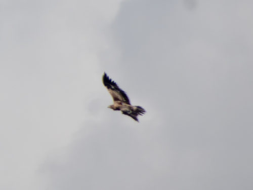 Spanish Imperial Eagle (Aquila adalberti), photo 6