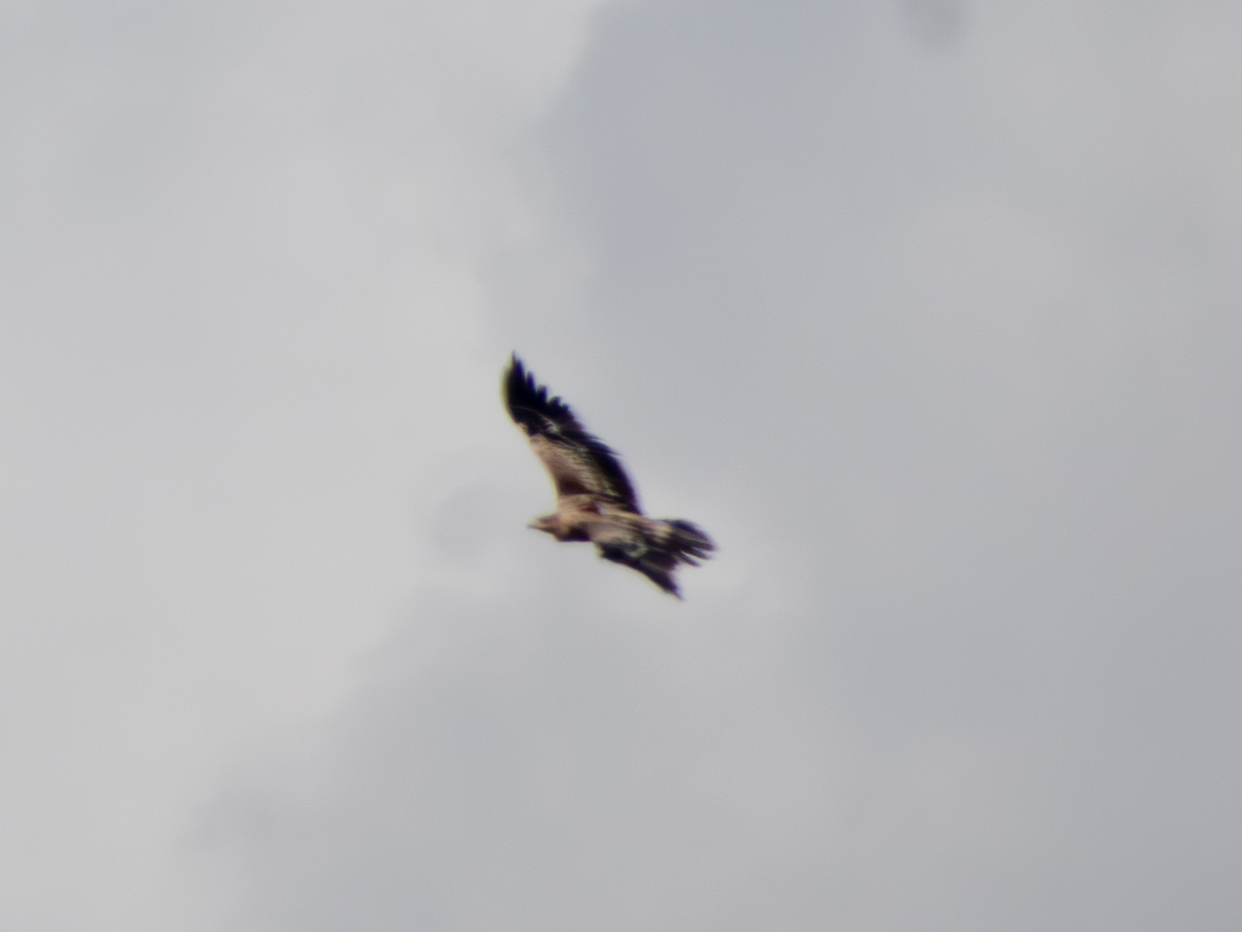Spanish Imperial Eagle (Aquila adalberti), photo 6