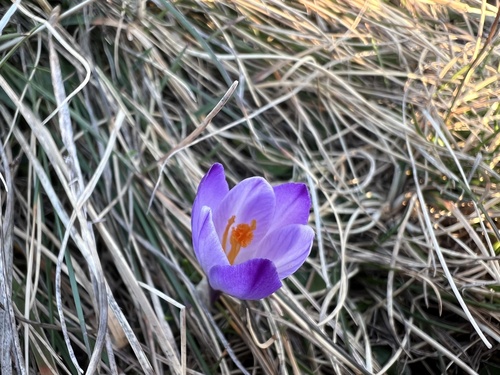 Krokus