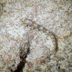 Snow's Blenny photo 5